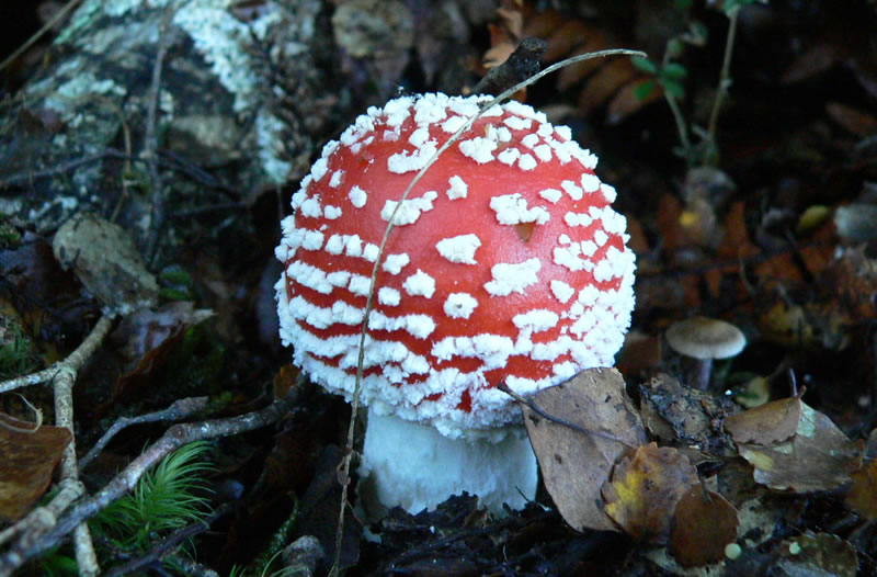 best amanita muscaria mushroom gummies
